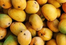 Pakistani mango production
