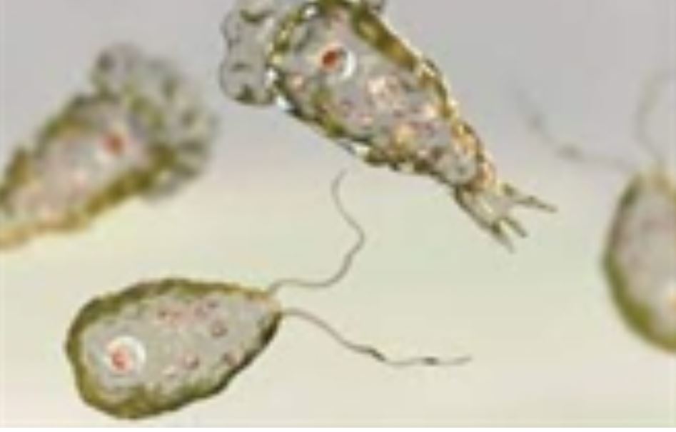 Brain-Eating Bug 'Naegleria Fowleri' Claims Third Life in Karachi